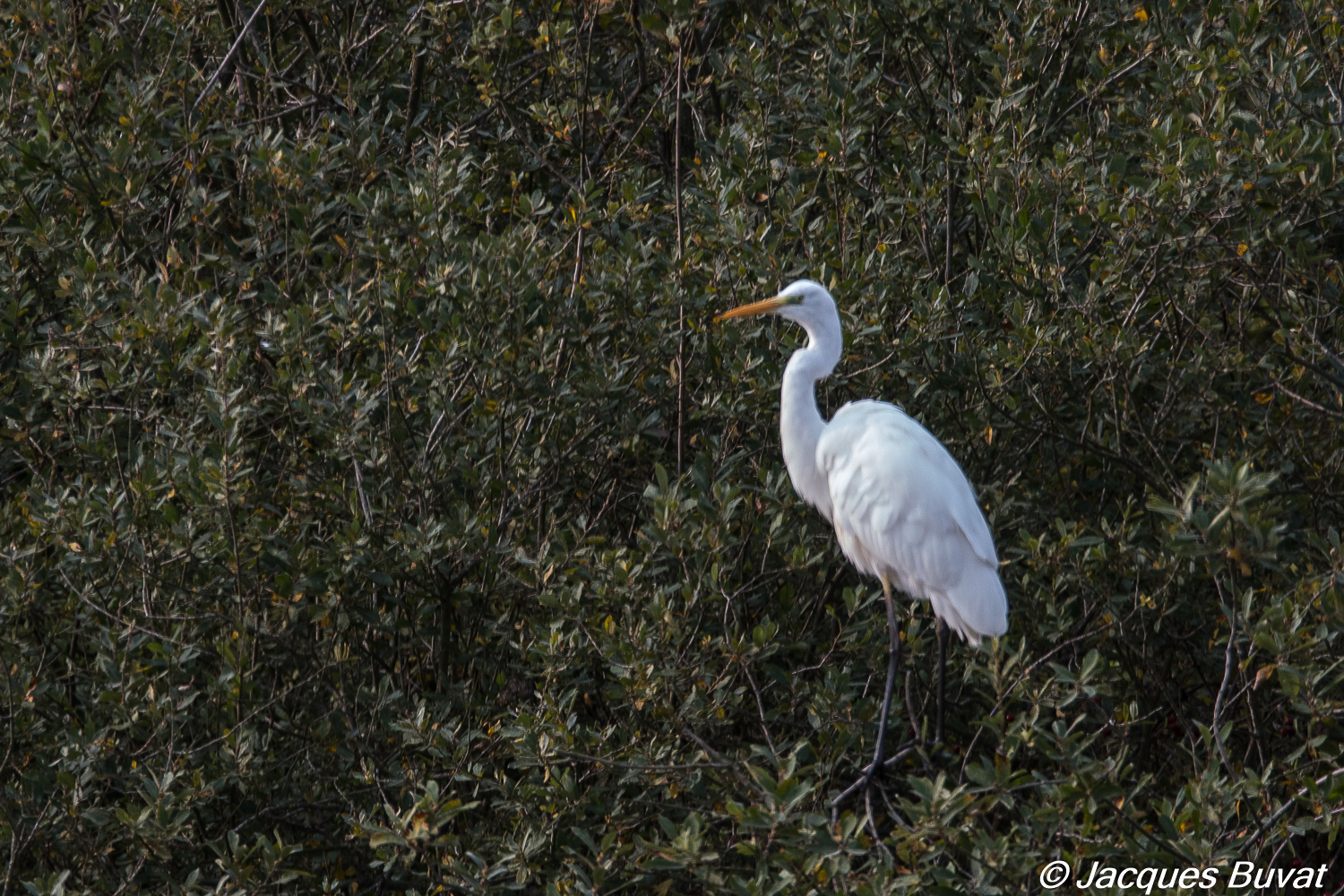 Grande Aigrette (Great egret, Ardea alba), se reposant sur le Dépôt 54 de la Réserve Naturelle de Mont-Bernanchon, Hauts de France.